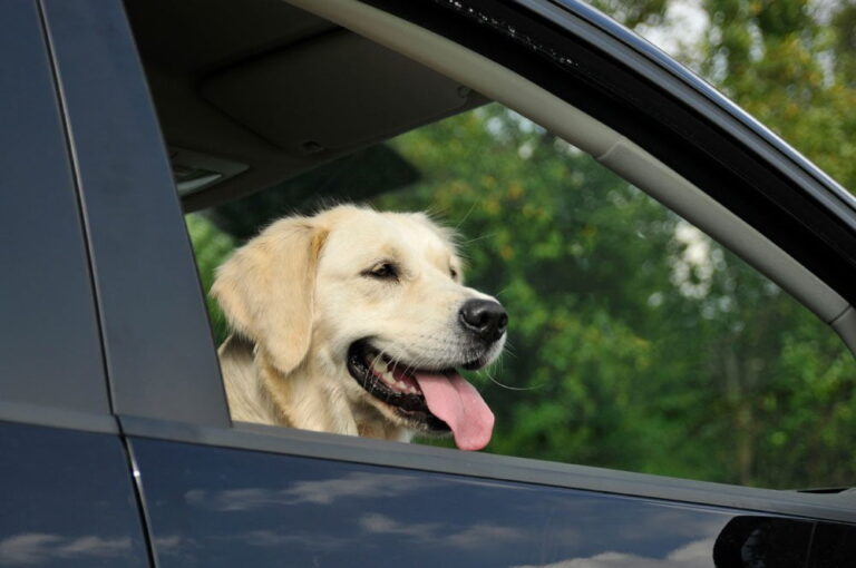 Viajar con perros: consejos de transporte