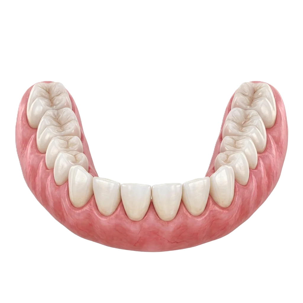 Arcada dental inferior con encías y dientes naturales
